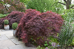 Crimson Queen Japanese Maple (Acer palmatum 'Crimson Queen') at GardenWorks