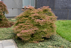 Baldsmith Japanese Maple (Acer palmatum 'Baldsmith') at GardenWorks