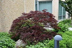 Red Dragon Japanese Maple (Acer palmatum 'Red Dragon') at GardenWorks