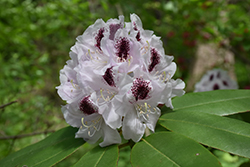 Calsap Rhododendron (Rhododendron 'Calsap') at GardenWorks