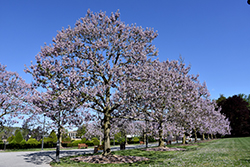 Royal Empress Tree (Paulownia tomentosa) at GardenWorks