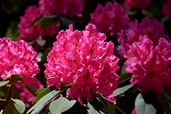 Cynthia Rhododendron (Rhododendron 'Cynthia') at GardenWorks