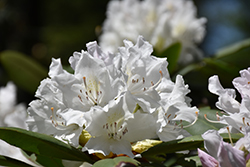Boule de Neige Rhododendron (Rhododendron 'Boule de Neige') at GardenWorks