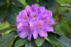 Grandiflorum Rhododendron (Rhododendron catawbiense 'Grandiflorum') at GardenWorks