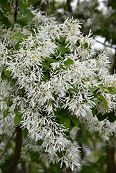 Chinese Fringetree (Chionanthus retusus) at GardenWorks
