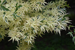 Butterfly Variegated Japanese Maple (Acer palmatum 'Butterfly') at GardenWorks