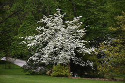 Aurora Flowering Dogwood (Cornus 'Rutban') at GardenWorks