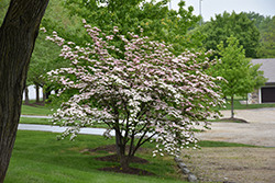 Stellar Pink Flowering Dogwood (Cornus 'Stellar Pink') at GardenWorks