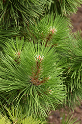 Hornbrookiana Dwarf Austrian Pine (Pinus nigra 'Hornbrookiana') at GardenWorks
