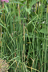 Miniature Cattail (Typha minima) at GardenWorks