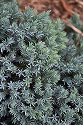 Blue Star Juniper (Juniperus squamata 'Blue Star') at GardenWorks
