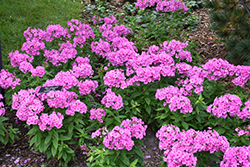 Pink Flame Garden Phlox (Phlox paniculata 'Pink Flame') at GardenWorks
