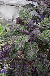 Redbor Kale (Brassica oleracea var. acephala 'Redbor') at GardenWorks