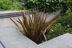 Bronze New Zealand Flax (Phormium tenax 'Atropurpureum') at GardenWorks
