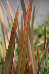 Bronze New Zealand Flax (Phormium tenax 'Atropurpureum') at GardenWorks