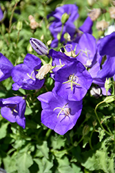 Pearl Deep Blue Bellflower (Campanula carpatica 'Pearl Deep Blue') at GardenWorks