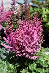 Little Vision In Pink Chinese Astilbe (Astilbe chinensis 'Little Vision In Pink') at GardenWorks