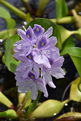 Water Hyacinth (Eichhornia crassipes) at GardenWorks