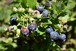 Jelly Bean Blueberry (Vaccinium 'ZF06-179') at GardenWorks