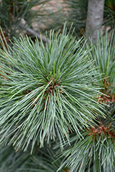 Silver Whispers Swiss Stone Pine (Pinus cembra 'Silver Whispers') at GardenWorks