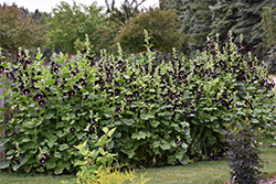 Black Hollyhock (Alcea rosea 'Nigra') at GardenWorks