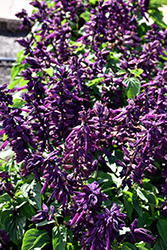Lighthouse Purple Sage (Salvia splendens 'Lighthouse Purple') at GardenWorks