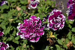 Pirouette Purple Petunia (Petunia 'Pirouette Purple') at GardenWorks