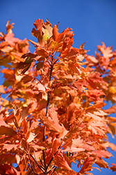 Commemoration Sugar Maple (Acer saccharum 'Commemoration') at GardenWorks