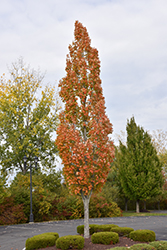 Armstrong Maple (Acer x freemanii 'Armstrong') at GardenWorks