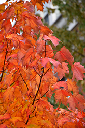 Bowhall Red Maple (Acer rubrum 'Bowhall') at GardenWorks