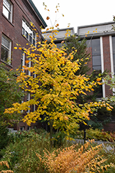 Moosewood (Acer pensylvanicum) at GardenWorks