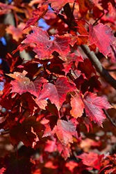 Autumn Flame Red Maple (Acer rubrum 'Autumn Flame') at GardenWorks