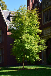 Three Flowered Maple (Acer triflorum) at GardenWorks