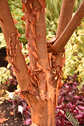 Paperbark Maple (Acer griseum) at GardenWorks