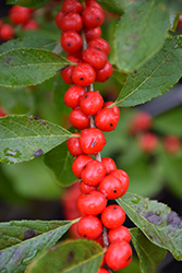 Red Sprite Winterberry (Ilex verticillata 'Red Sprite') at GardenWorks