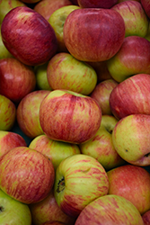 Cortland Apple (Malus 'Cortland') at GardenWorks
