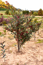 Brilliantissima Red Chokeberry (Aronia arbutifolia 'Brilliantissima') at GardenWorks