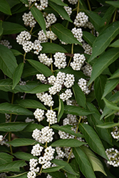 White Beautyberry (Callicarpa dichotoma 'f. albifructa') at GardenWorks