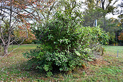 Profusion Beautyberry (Callicarpa bodinieri 'Profusion') at GardenWorks