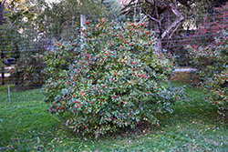 Berry Nice Winterberry (Ilex verticillata 'Spriber') at GardenWorks
