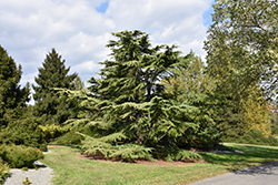 Golden Deodar Cedar (Cedrus deodara 'Aurea') at GardenWorks