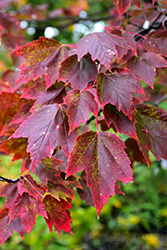 Red Sunset Red Maple (Acer rubrum 'Franksred') at GardenWorks