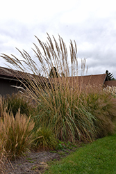 Ravenna Grass (Erianthus ravennae) at GardenWorks