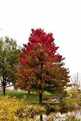Red Sunset Red Maple (Acer rubrum 'Franksred') at GardenWorks