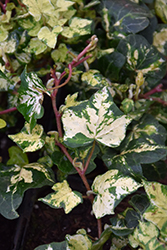 Golden Ingot Ivy (Hedera helix 'Golden Ingot') at GardenWorks