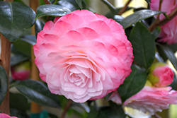 Nuccio's Pearl Camellia (Camellia japonica 'Nuccio's Pearl') at GardenWorks