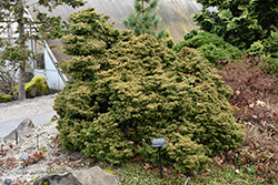 Tansu Dwarf Japanese Cedar (Cryptomeria japonica 'Tansu') at GardenWorks