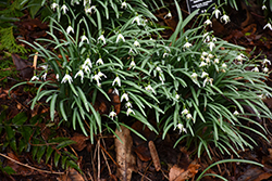 Common Snowdrop (Galanthus nivalis) at GardenWorks