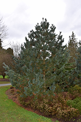 Limber Pine (Pinus flexilis) at GardenWorks