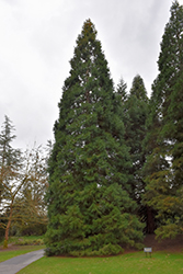Giant Sequoia (Sequoiadendron giganteum) at GardenWorks